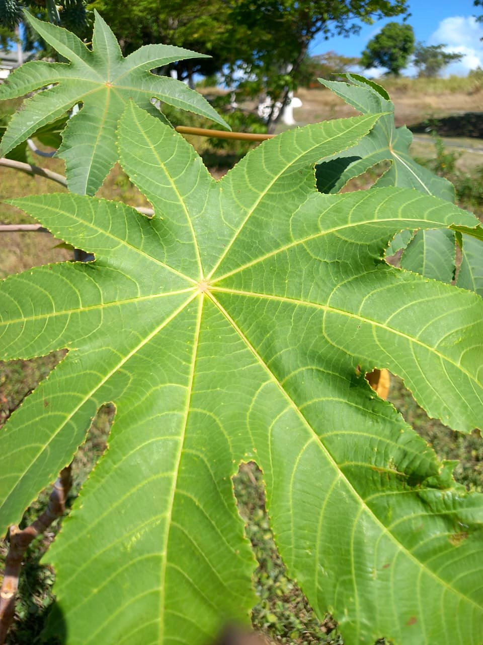 A castor plant leaf on the farm where our oil is grown, opening like a hand from a single centre point