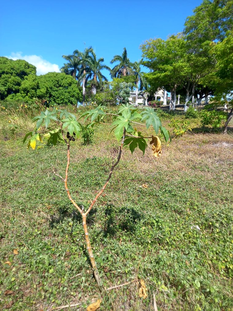 A castor plant growing on the farm, with palms behind it