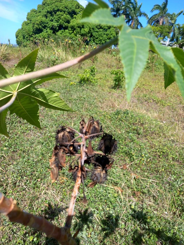 Castor pods dried to brown on the stem, ready to release their seed