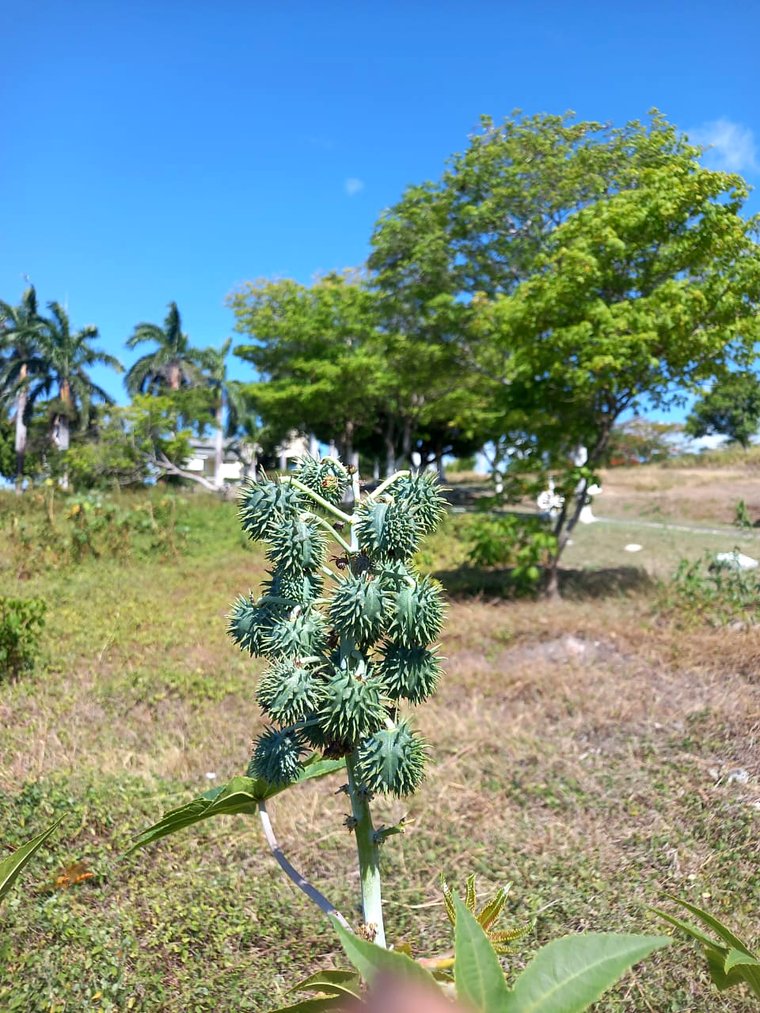 Green spiny castor seed pods clustered on the stem