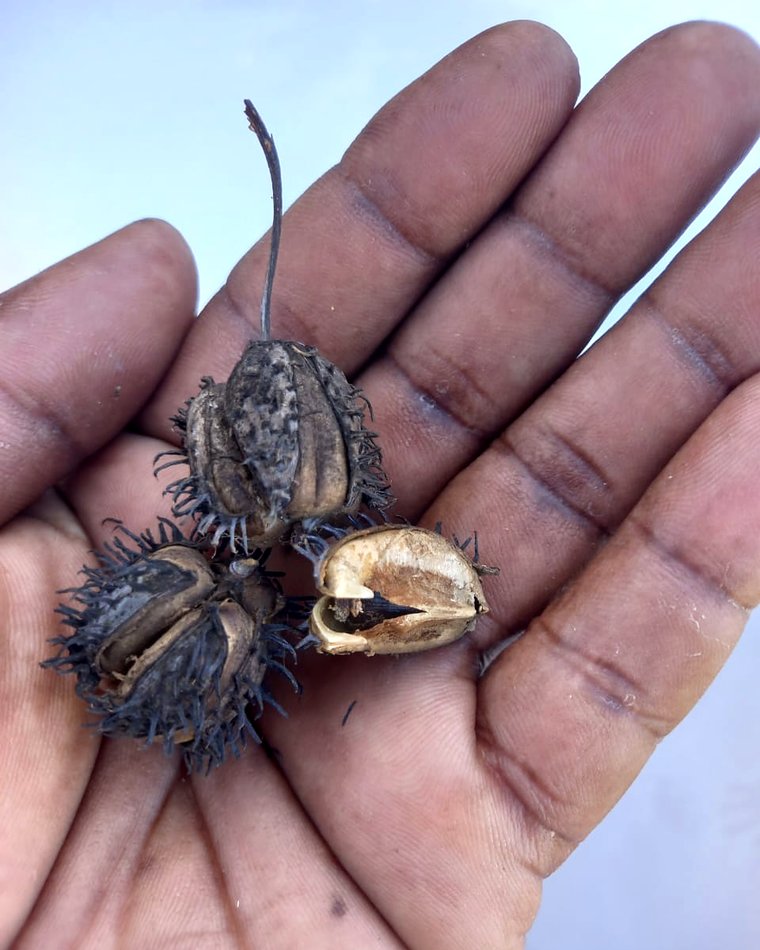 A hand holding dried castor pods, one split open to show the seed inside