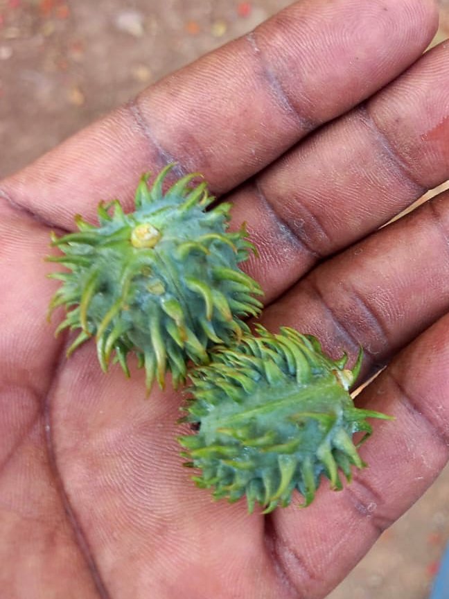 Two green spiny castor pods resting in the grower's open hand