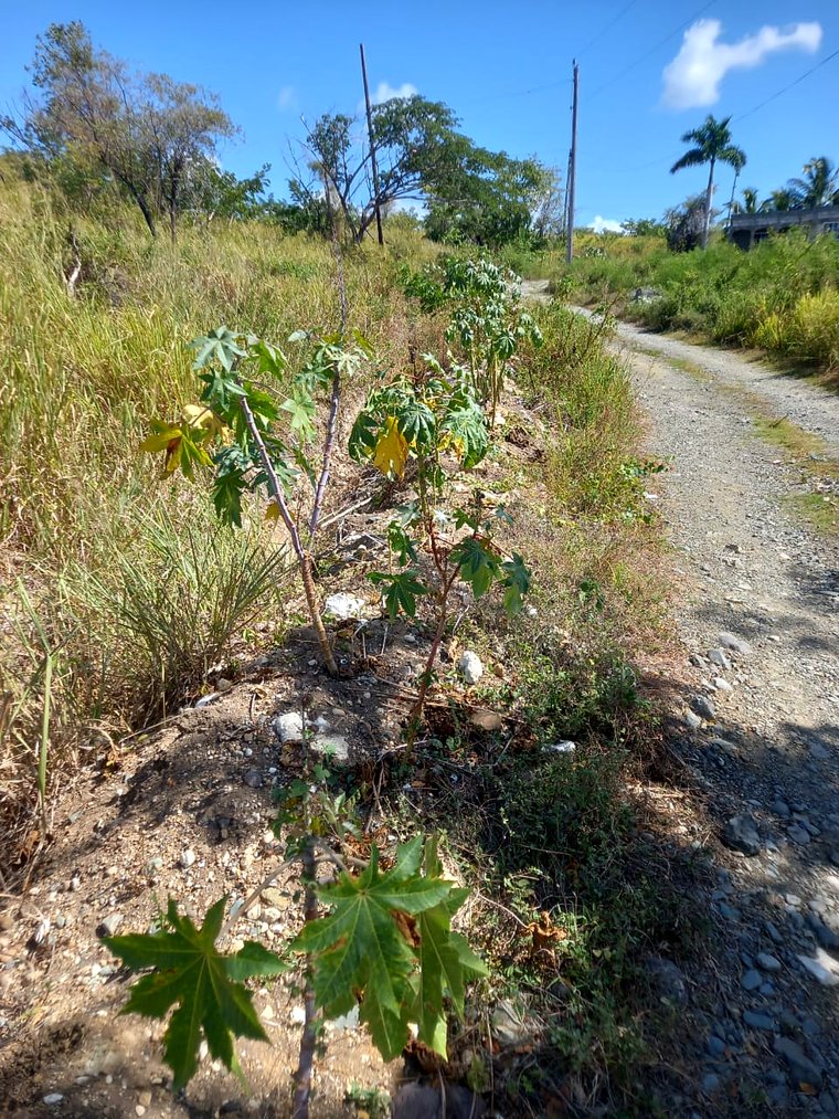 Young castor plants growing in a row along a gravel track